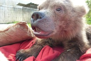 Про диких животных, которые всех удивили!спасение ослика-сюрприза,молочного медвежонка и йога-львицы