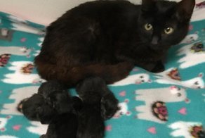 Женщина приютила найденную в лесу кошку, и та вскоре преподнесла ей 5 сюрпризов