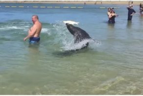 Туристы стали свидетелями охоты морского льва
