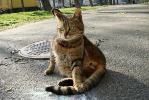 Очень колоритные уличные коты