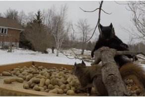 Нешуточная борьба белок за орехи