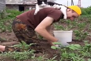 До дождя уберём? Котик "помогает" хозяину на грядке