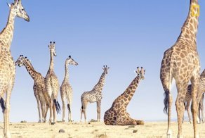 Великолепные работы с конкурса National Geographic Travel Photographer of the Year 2018
