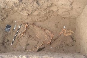 Ученые нашли древнеегипетское захоронение лошади