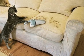 Эти забавные животные всячески пытаются помочь своим хозяевам с уборкой в доме