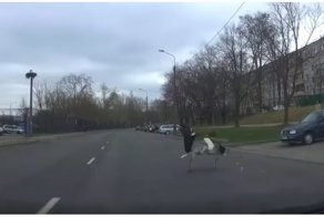 В Минске аисты подрались прямо на проезжей части