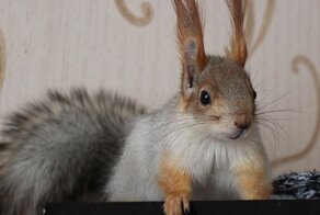 Новосибирская белка Соня продолжает покорять интернет