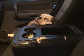 «На минуту из машины вышел! Прихожу, а там — он!»