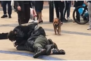 Пёс-миротворец попытался остановить пьяную драку