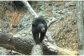 Медведь в национальном парке настроил фотоловушку, а затем гордо прошелся перед её объективом