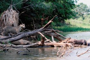 В Бразилии гигантские выдры прогнали ягуара с реки