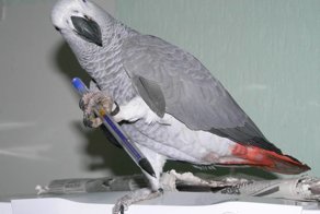 Попугаи, корабли, спиртяшка