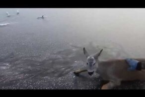 Спасение попавших в беду диких животных