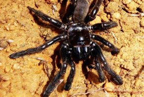 Старейший тарантул в мире отбросил ноги не самым лучшим образом