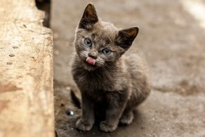 Почему котенок не убежал?