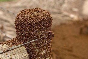Возле старой радиовышки собрались миллионы божьих коровок
