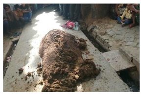 Индианка погибла в куче навоза, пытаясь излечиться от укуса змеи