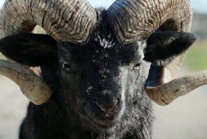 Этого зверя боялись все в нашей деревне