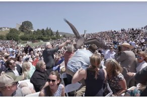 Два голодных пеликана чуть не сорвали вручение дипломов в американском университете