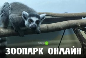 Знакомьтесь, Юми и Фанни – новые обитатели Фишек