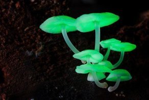 Как своими руками сделать чудесный грибной светильник