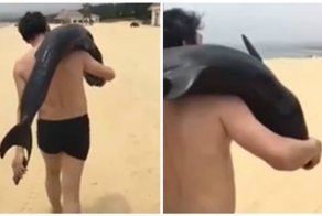 Зачем ему мёртвый дельфин?