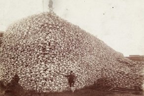 Как американцы бизонов уничтожали