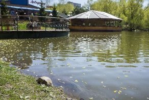 Европейские черепахи поселились в химкинском пруду