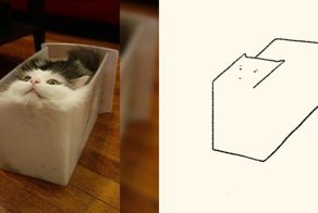 Когда все думают, что ты рисуешь какую-то хрень, а на самом деле реалистичных котов