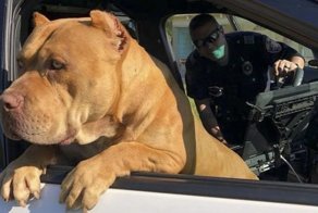 Осторожно, добрая собака