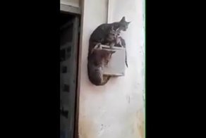 Настойчивый котенок пытается залезть на ящик