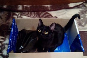 Когда на Почте России перестанут воровать, а полиция начнет их гонять?