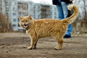 Очень колоритные уличные коты