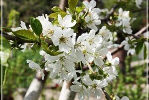 Наливка Вишневая