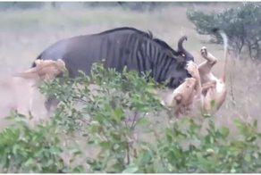Антилопа гну вышла победителем в схватке с львицами