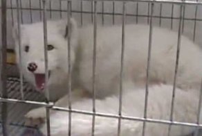 Хозяйка была в шоке, узнав, что выросло из ее щенка!