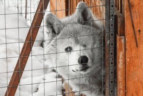 А за шкафом живет... волк!