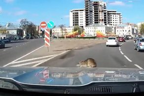 Крыса вылезла на капот машины во время движения