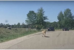 Французские туристы вышли из автомобиля прямо перед стаей гепардов