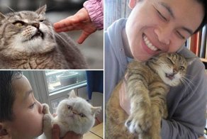 15 котов, которые терпеть не могут целоваться-обниматься!