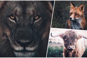 25 художественных фотографий зверей, на которых они выглядят максимально харизматично