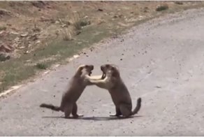 В Китае сняли кулачный бой сурков из-за самки