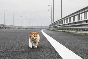 Кот Мостик - талисман Крымского моста