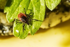 Способы изгнания клещей из своего окружения