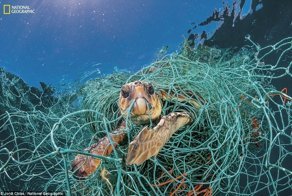 Загрязнение пластиком: душераздирающие снимки от National Geographic