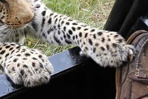 Турист, посетивший заповедник в Ботсване, разрешил леопарду попробовать на зуб свою обувь