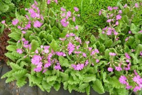 Не прохожу мимо, когда такая красота