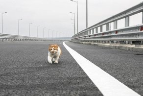 "США воюют с русскими до последнего украинца". Реакция соцсетей на призыв взорвать Крымский мост