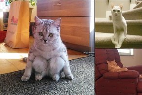 Не от мира сего: 15 фото котиков, которые ведут себя очень странно