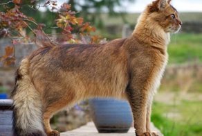 «Лисья кошка». Великолепная осанка и грациозность